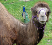 bactrian camel